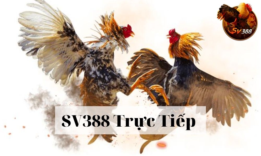 SV388 - SV388 Trực Tiếp - Giới thiệu nhà cái đá gà SV388 Campuchia